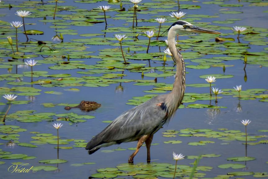Blue Heron (and alligator) -- 12x18, $49